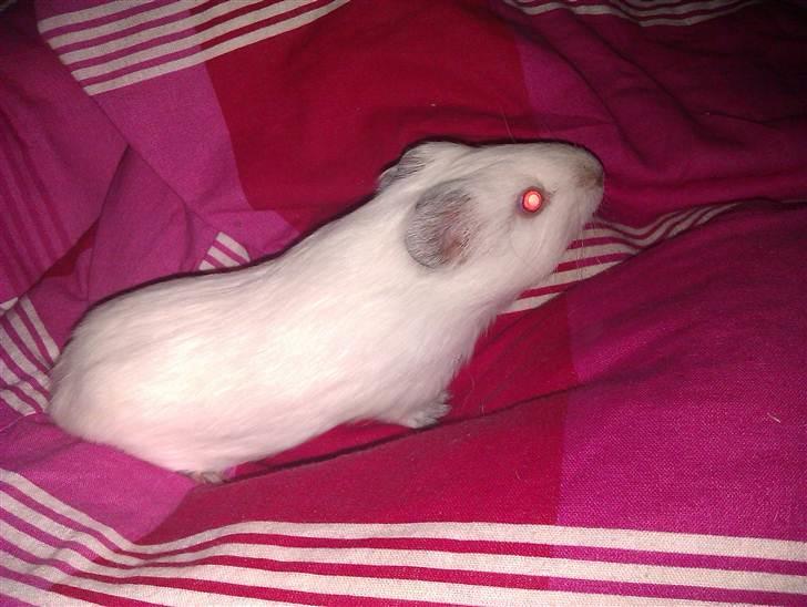 Marsvin Sif ~ lille fis billede 8