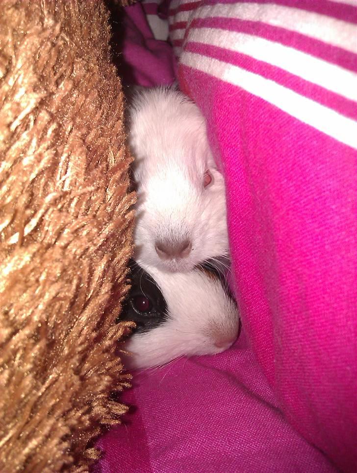 Marsvin Sif ~ lille fis billede 9