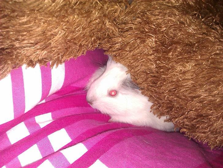 Marsvin Sif ~ lille fis billede 10