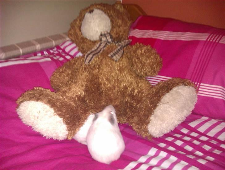 Marsvin Sif ~ lille fis billede 11