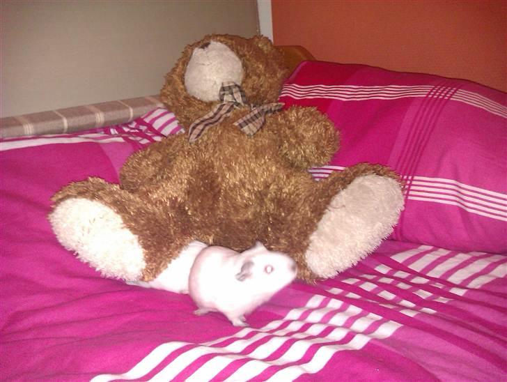 Marsvin Sif ~ lille fis billede 12