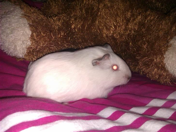 Marsvin Sif ~ lille fis billede 13