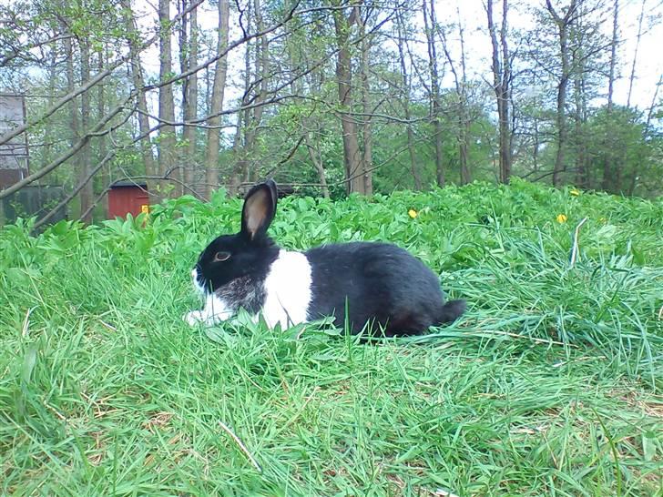 Kanin KOWO billede 2