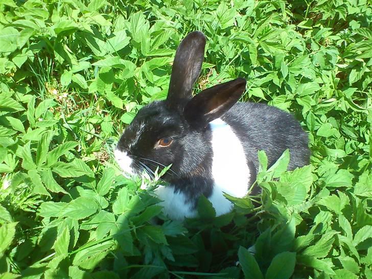 Kanin KOWO billede 3