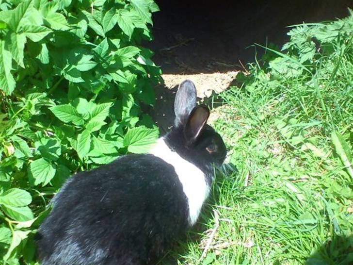 Kanin KOWO billede 4