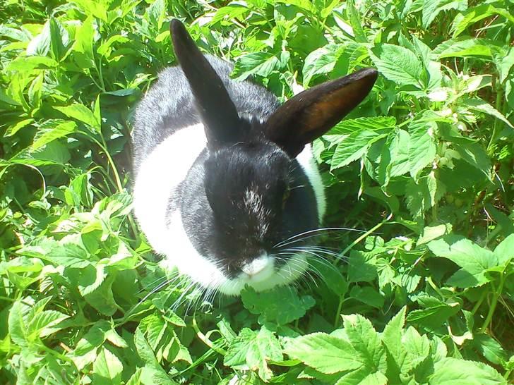 Kanin KOWO billede 5