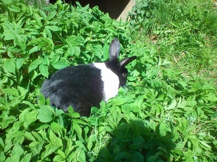 Kanin KOWO billede 6