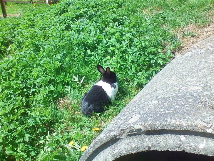 Kanin KOWO billede 7