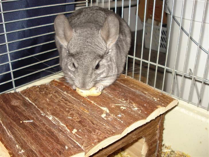 Chinchilla Bella billede 1