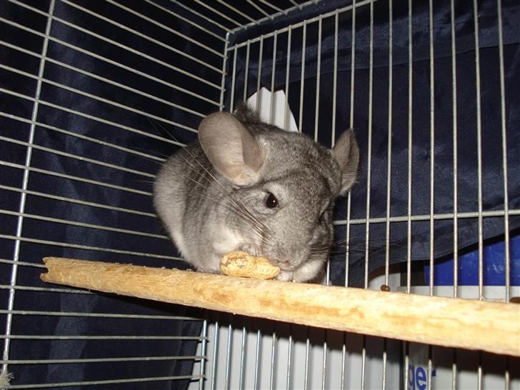 Chinchilla Bella billede 2