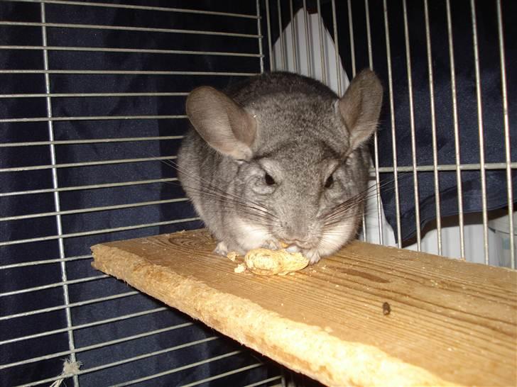 Chinchilla Bella billede 3