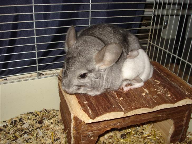 Chinchilla Bella - her har vi Bella med sin Baby billede 4