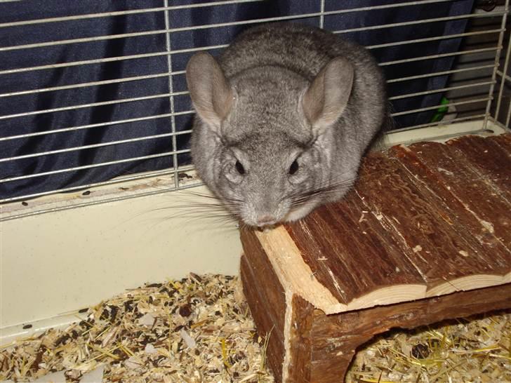 Chinchilla Bella billede 5