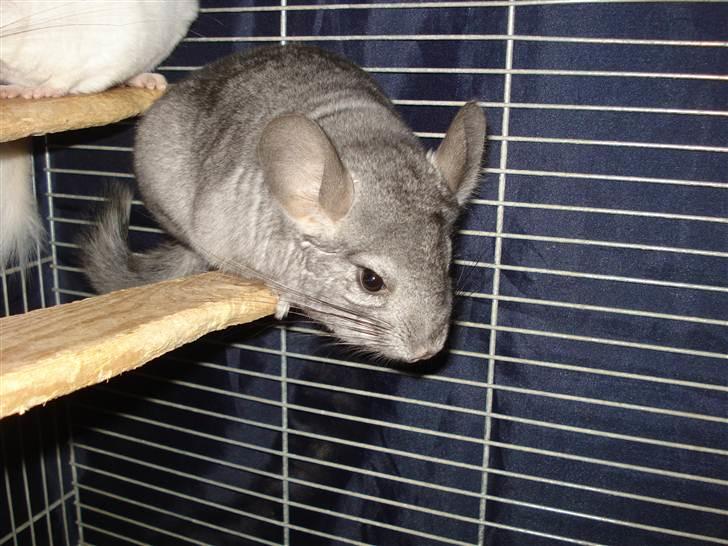 Chinchilla Bella billede 6