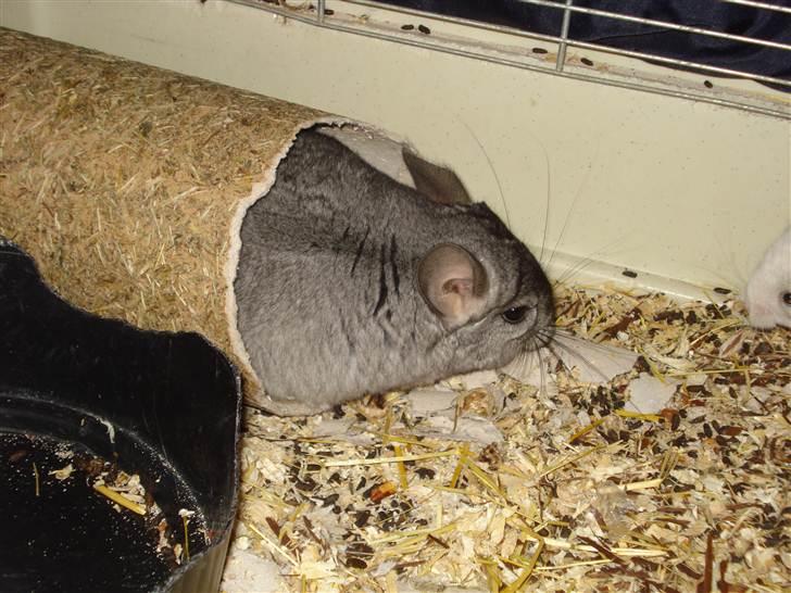 Chinchilla Bella billede 7