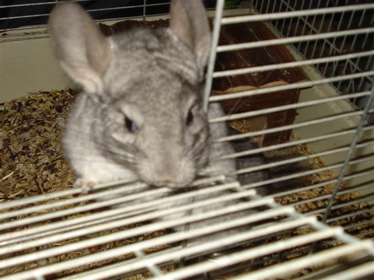 Chinchilla Bella - hej Bella billede 8