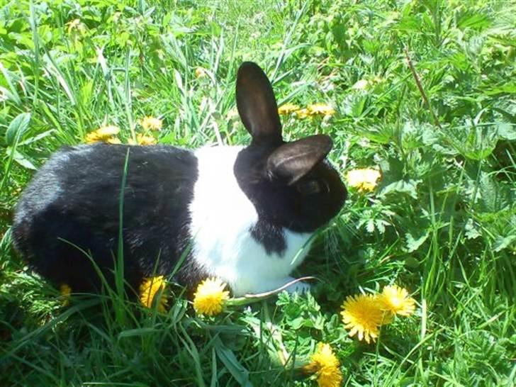 Kanin KOWO billede 8