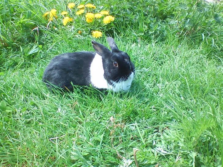 Kanin KOWO billede 9