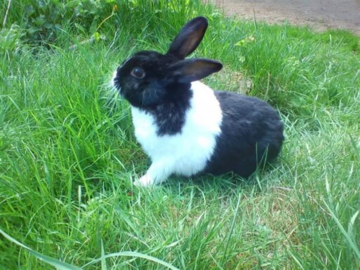 Kanin KOWO billede 10