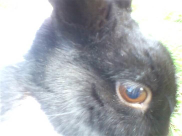 Kanin KOWO billede 11