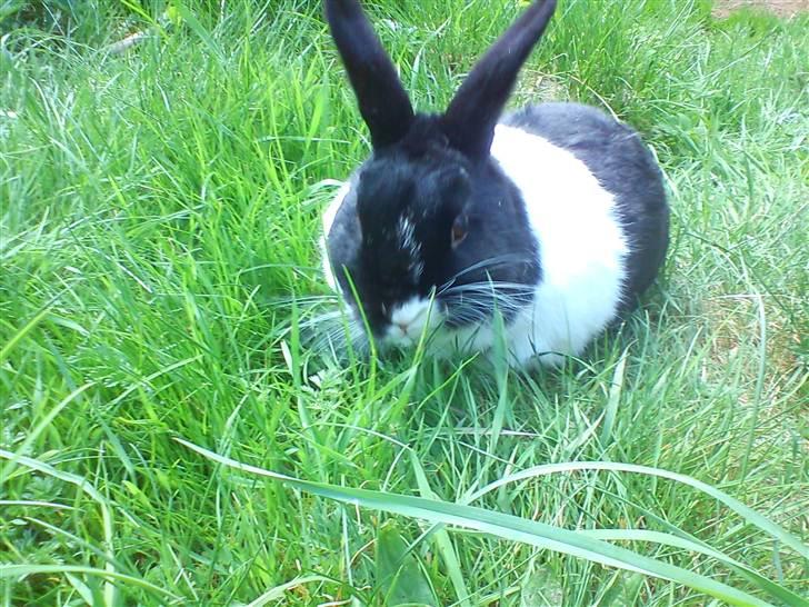 Kanin KOWO billede 12