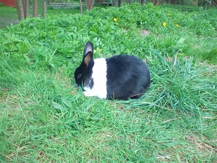 Kanin KOWO billede 13