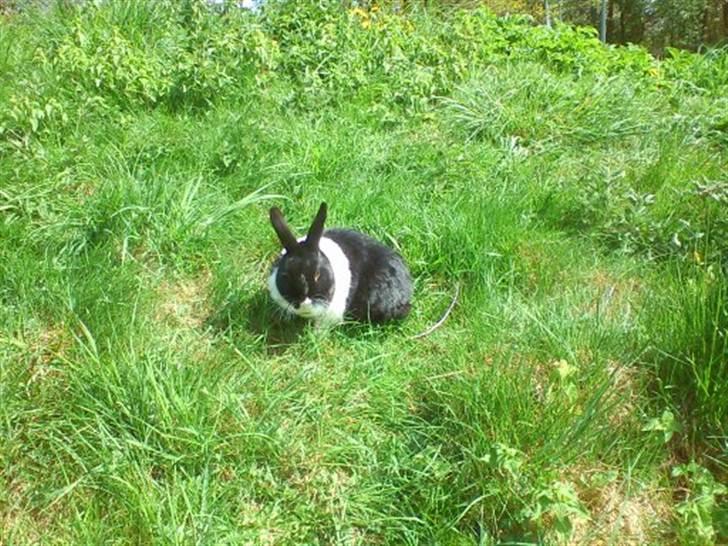 Kanin KOWO billede 14