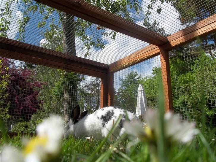 Kanin Stald trekløvers Plet  billede 15