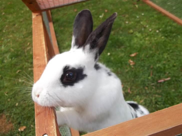 Kanin Stald trekløvers Plet  billede 11