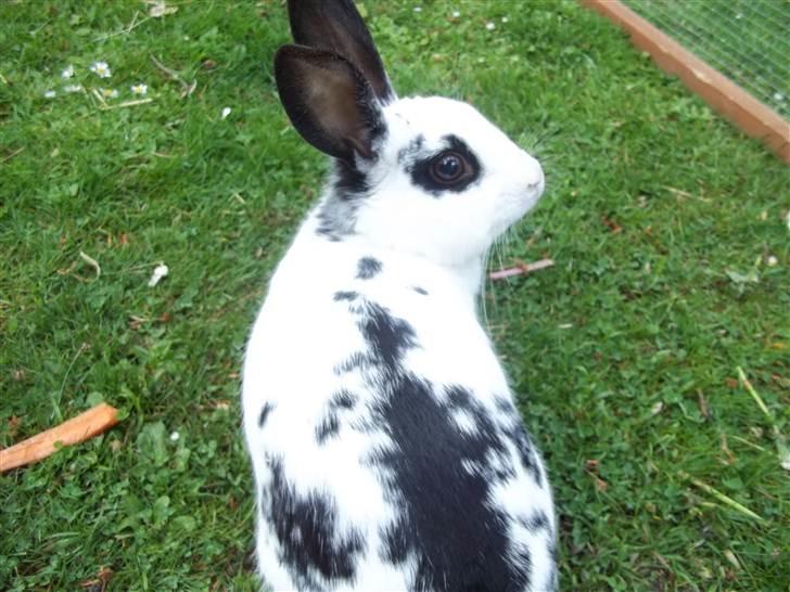 Kanin Stald trekløvers Plet  billede 16