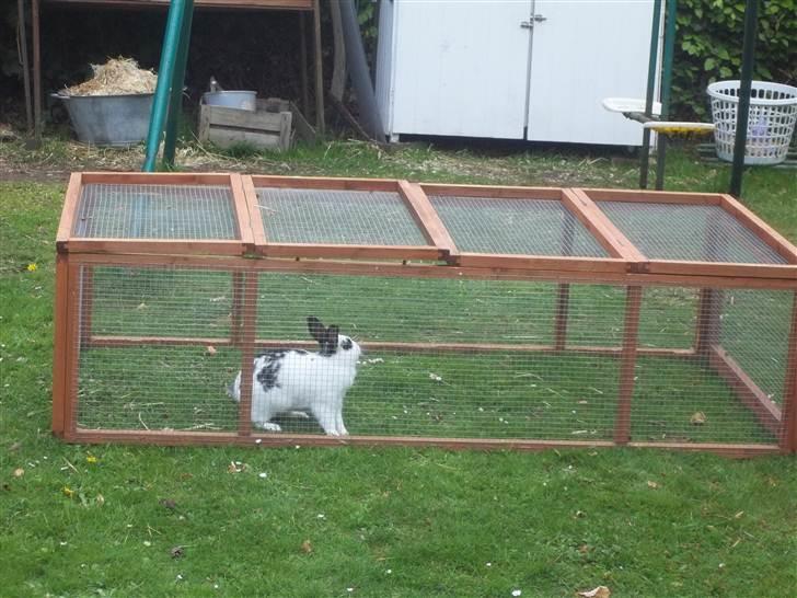 Kanin Stald trekløvers Plet  billede 17