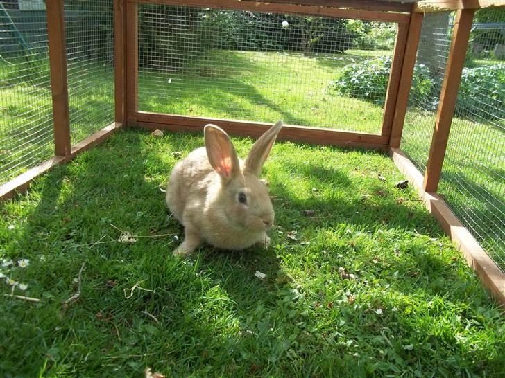 Kanin Stald trekløvers Domino  - velkommen :-) billede 3