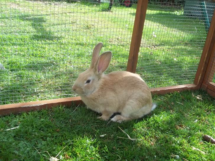 Kanin Stald trekløvers Domino  - I græsnings buret :-) <3 billede 5