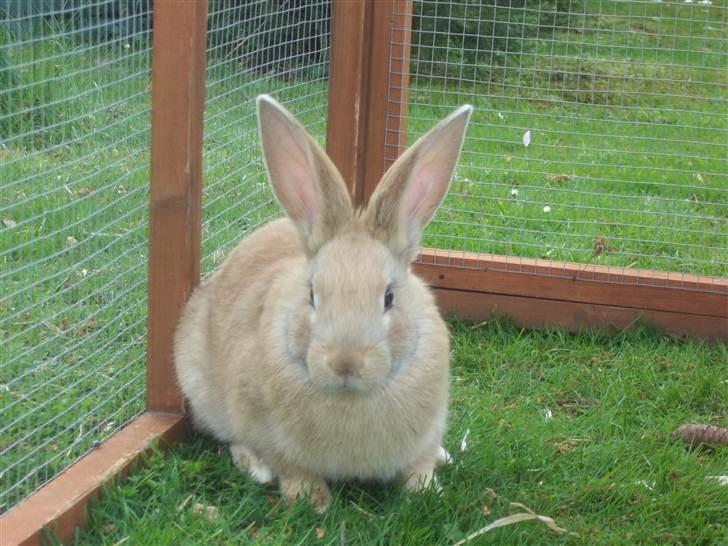 Kanin Stald trekløvers Domino  billede 6