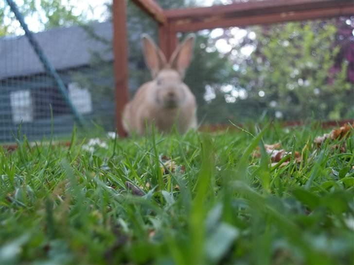 Kanin Stald trekløvers Domino  billede 7