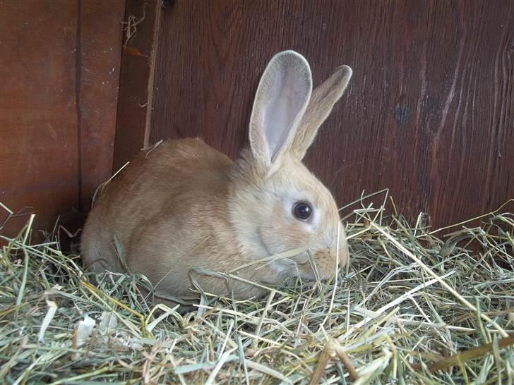 Kanin Stald trekløvers Domino  - Første gang i sit bur :-) <3 billede 8
