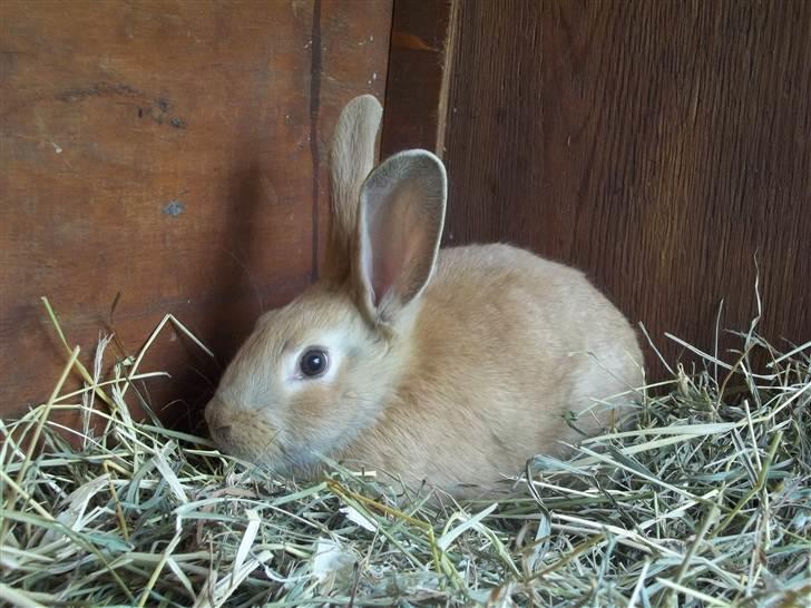 Kanin Stald trekløvers Domino  billede 9