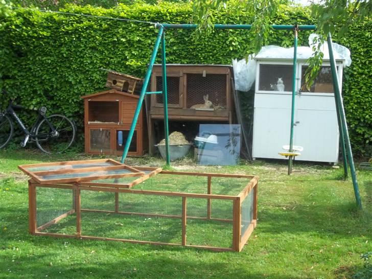 Kanin Stald trekløvers Domino  - Alle burene, (ham i midten) <3 billede 10