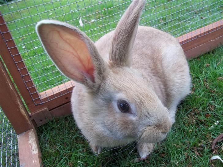 Kanin Stald trekløvers Domino  billede 11