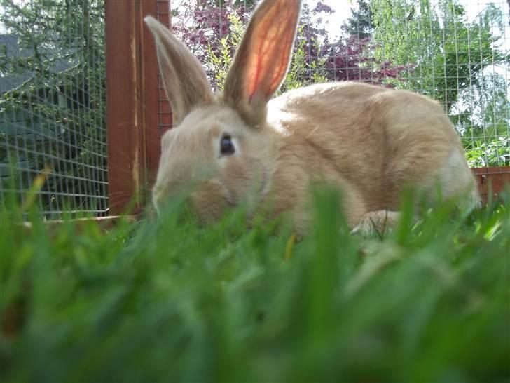 Kanin Stald trekløvers Domino  billede 12