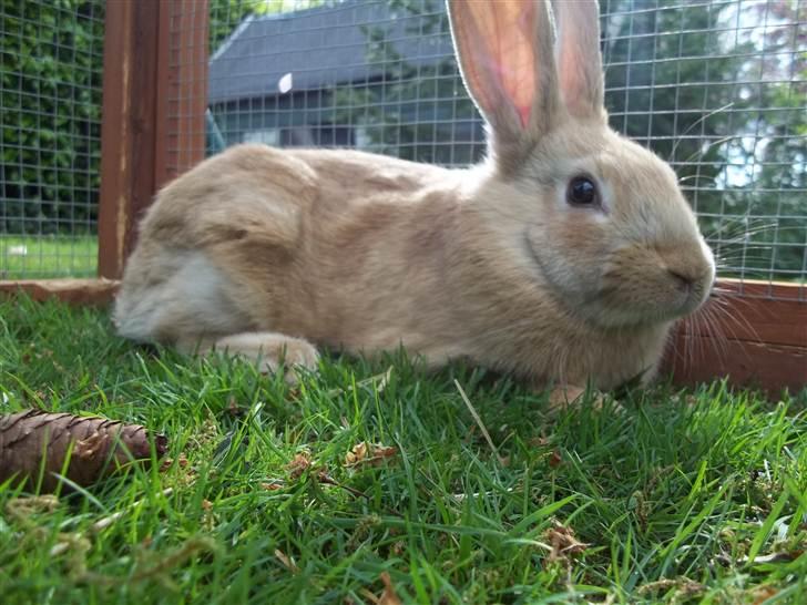 Kanin Stald trekløvers Domino  billede 13