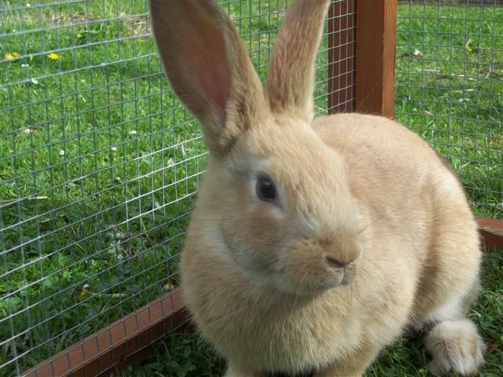 Kanin Stald trekløvers Domino  - Dejlig sol ! <3 billede 14