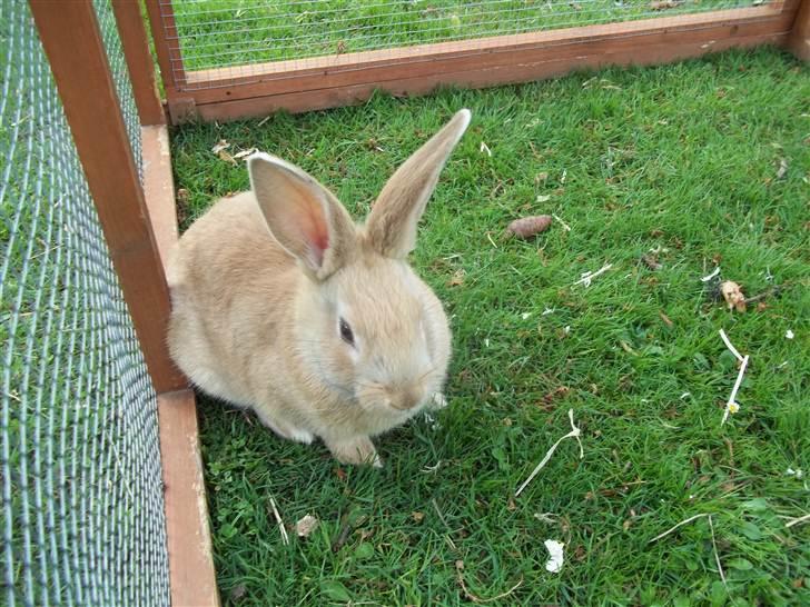 Kanin Stald trekløvers Domino  billede 15