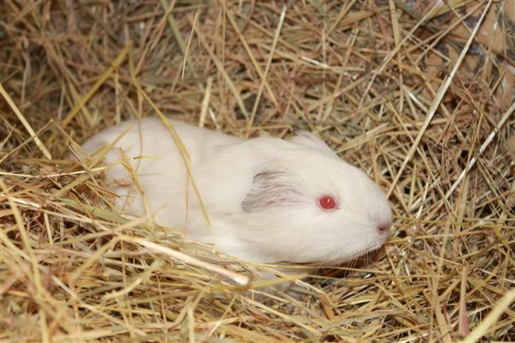 Marsvin Oline billede 1