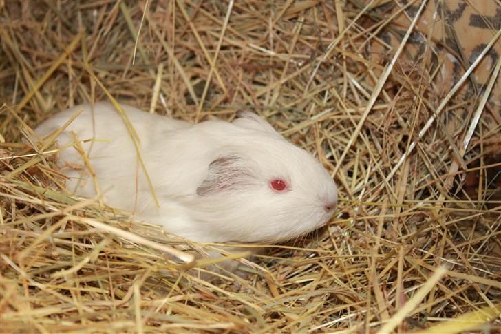 Marsvin Oline billede 2