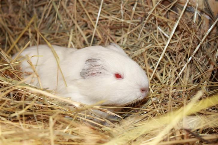 Marsvin Oline billede 3