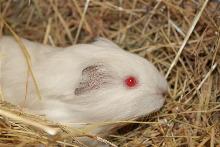 Marsvin Oline billede 4