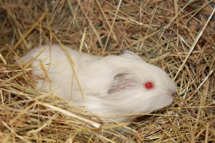 Marsvin Oline billede 5