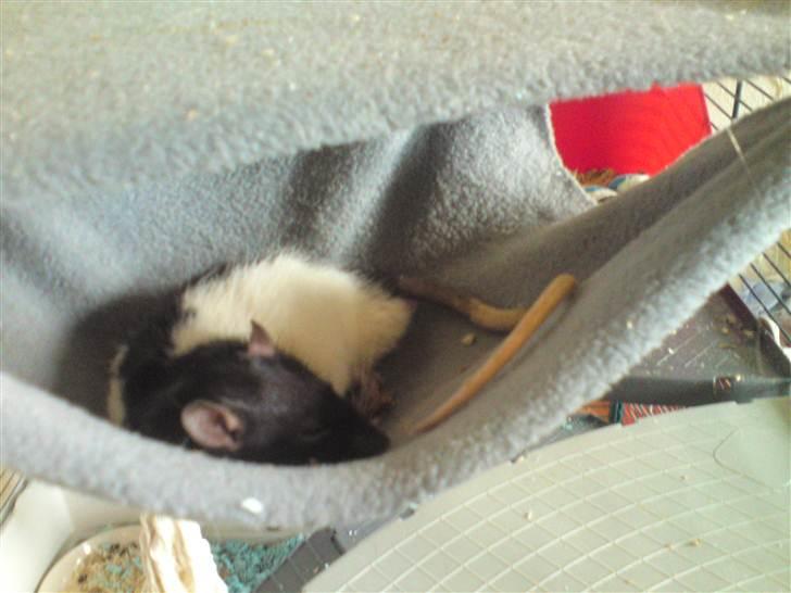 Tamrotte Stich billede 7