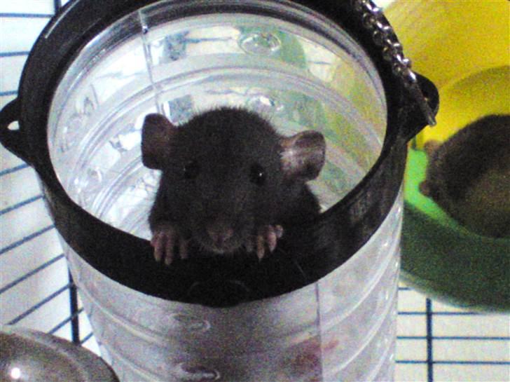 Tamrotte GR Saxofon billede 6